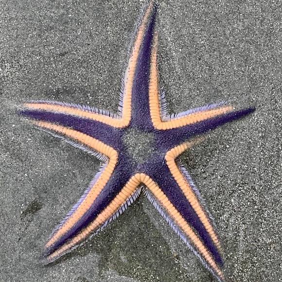 Meet your Posher, Heather - Picture 1 of 1